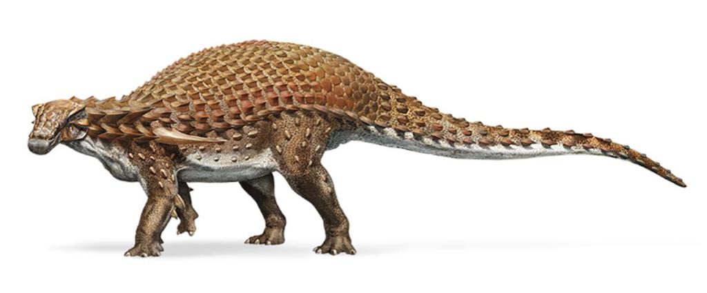 nodosaurus