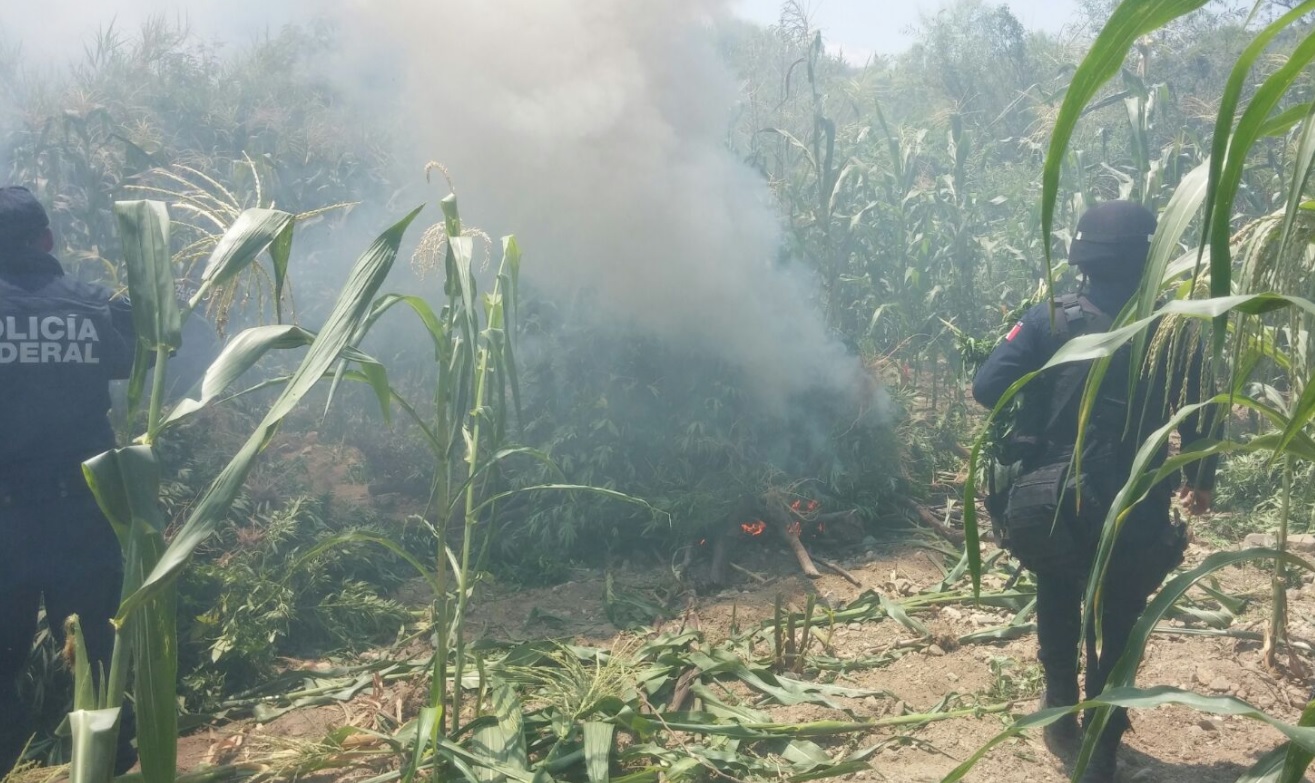 Autoridades federales y estatales destruyeron un plantío de marihuana en el municipio de Santa María Zoquitlán, Oaxaca. (Twitter: @Policia_GobOax)