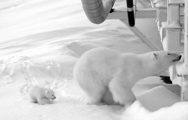 Un oso polar y su cachorro al lado de un puente de una plataforma de producción de aceite en Alaska (AP)