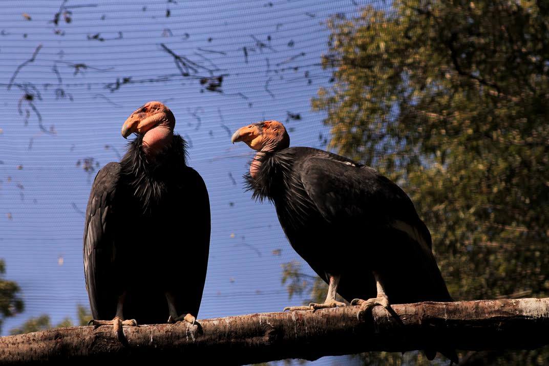 Padres de Cucapá, cóndor nacido en el zoológico de Chapultepec