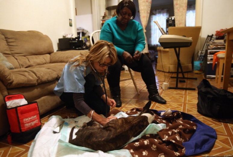 Un perro es atendido por un veterinario (Getty Images)