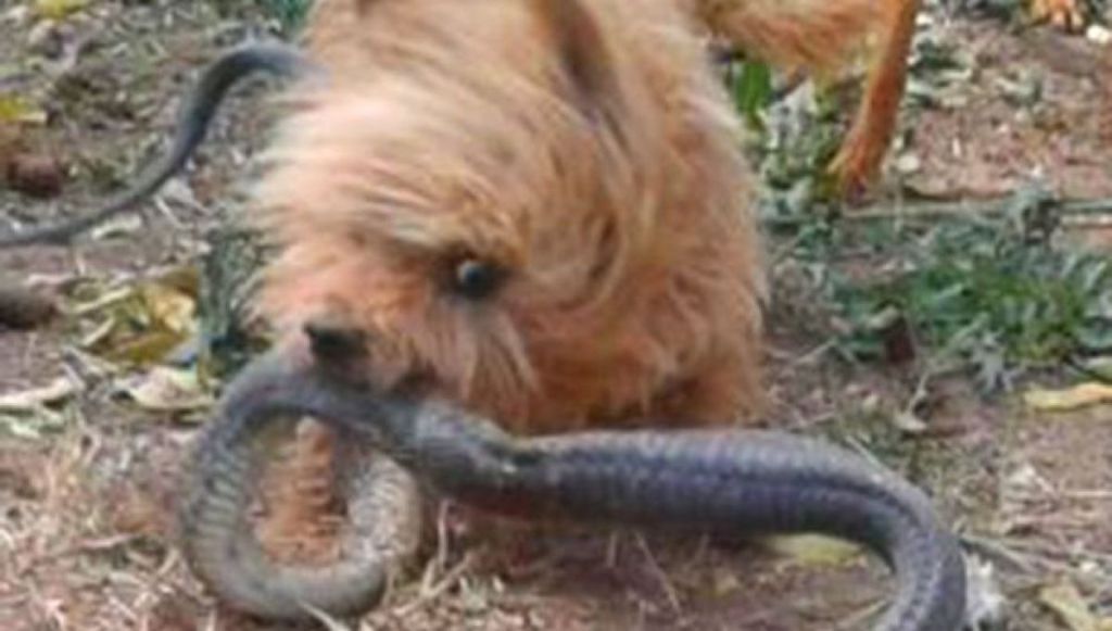 perro muere y salva a su dueña de mordida de cobra