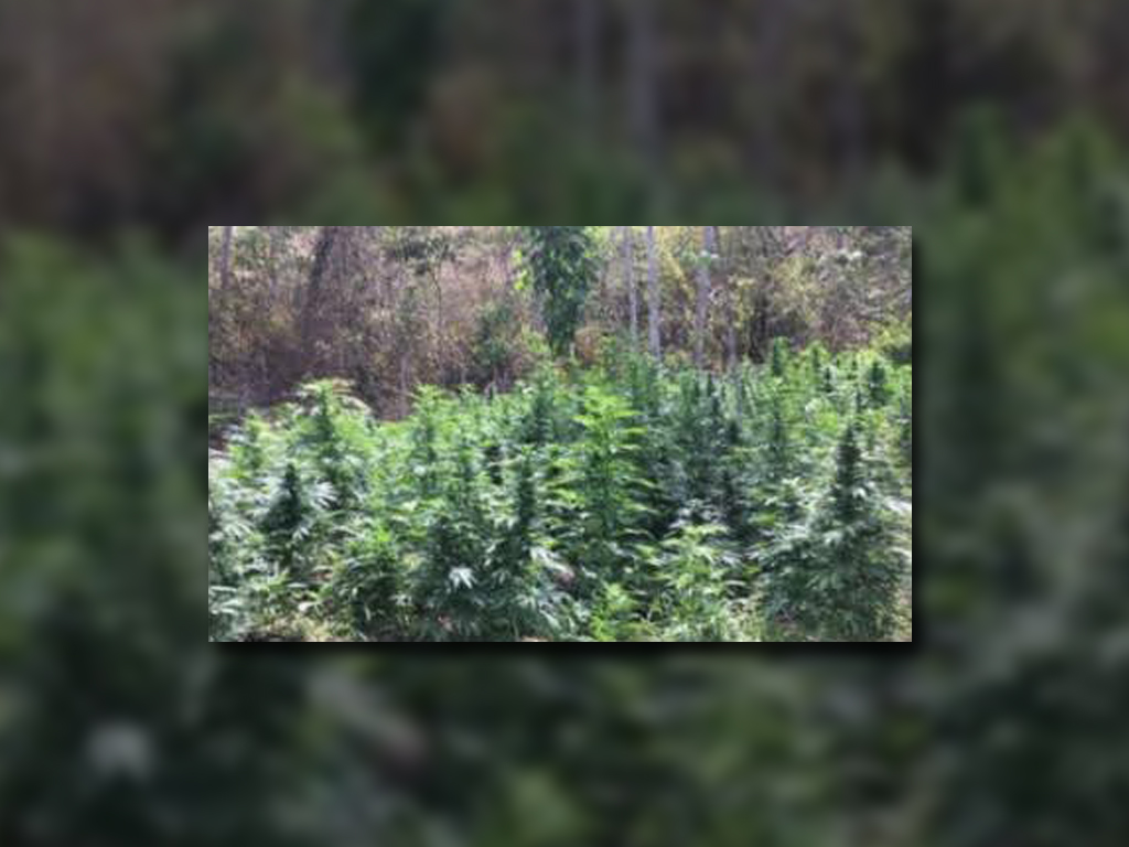Plantío de marihuana es destruido en zihuatanejo