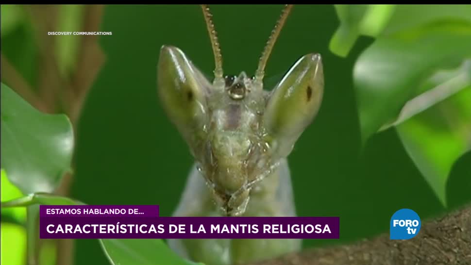 Proceso reproductivo de las mantis religiosas