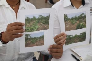 Productores de papaya muestran fotos de desastre