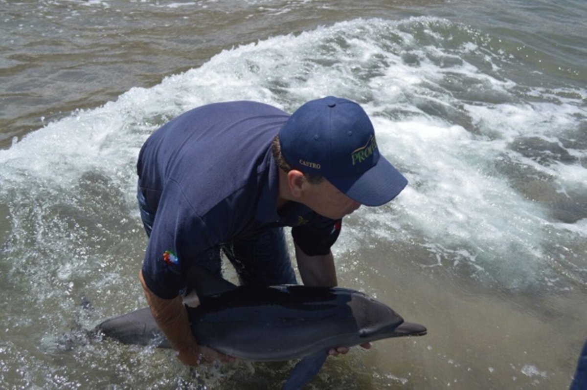 Profepa reintegra a delfín varado en Loreto