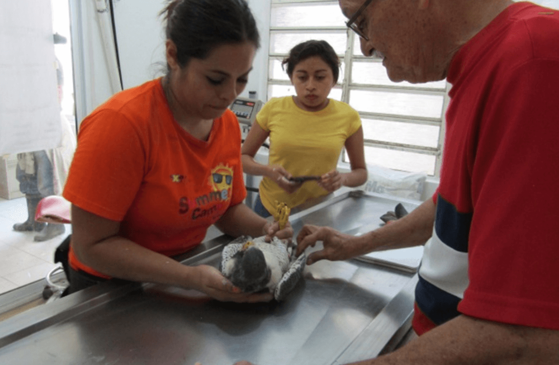 Profepa rescata a ejemplar de halcon en Quintana Roo