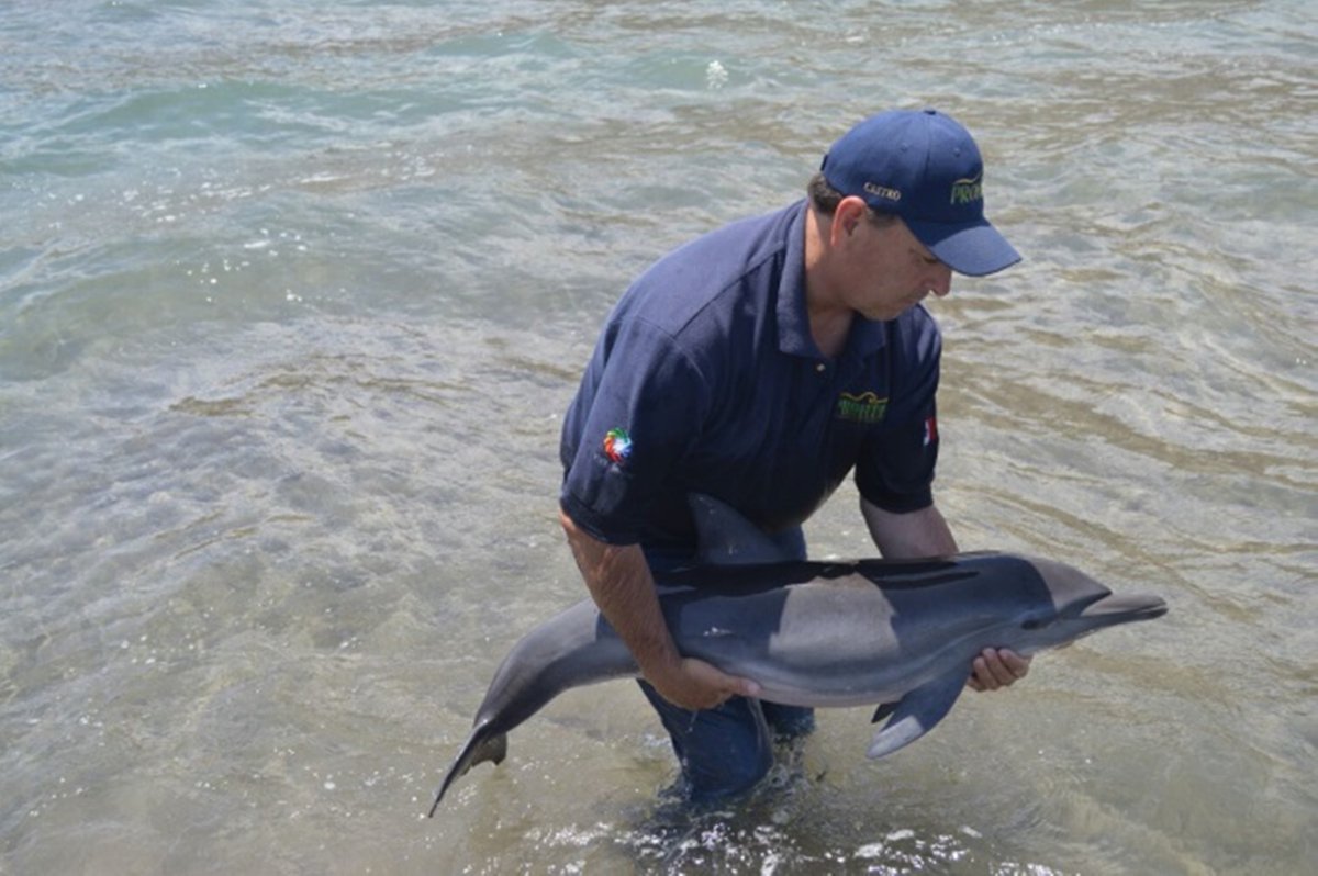 Profepa rescata y reintegra a delfín varado en Loreto