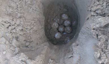 protegen nidos de tortuga con más de mil huevos en matamoros, tamaulipas