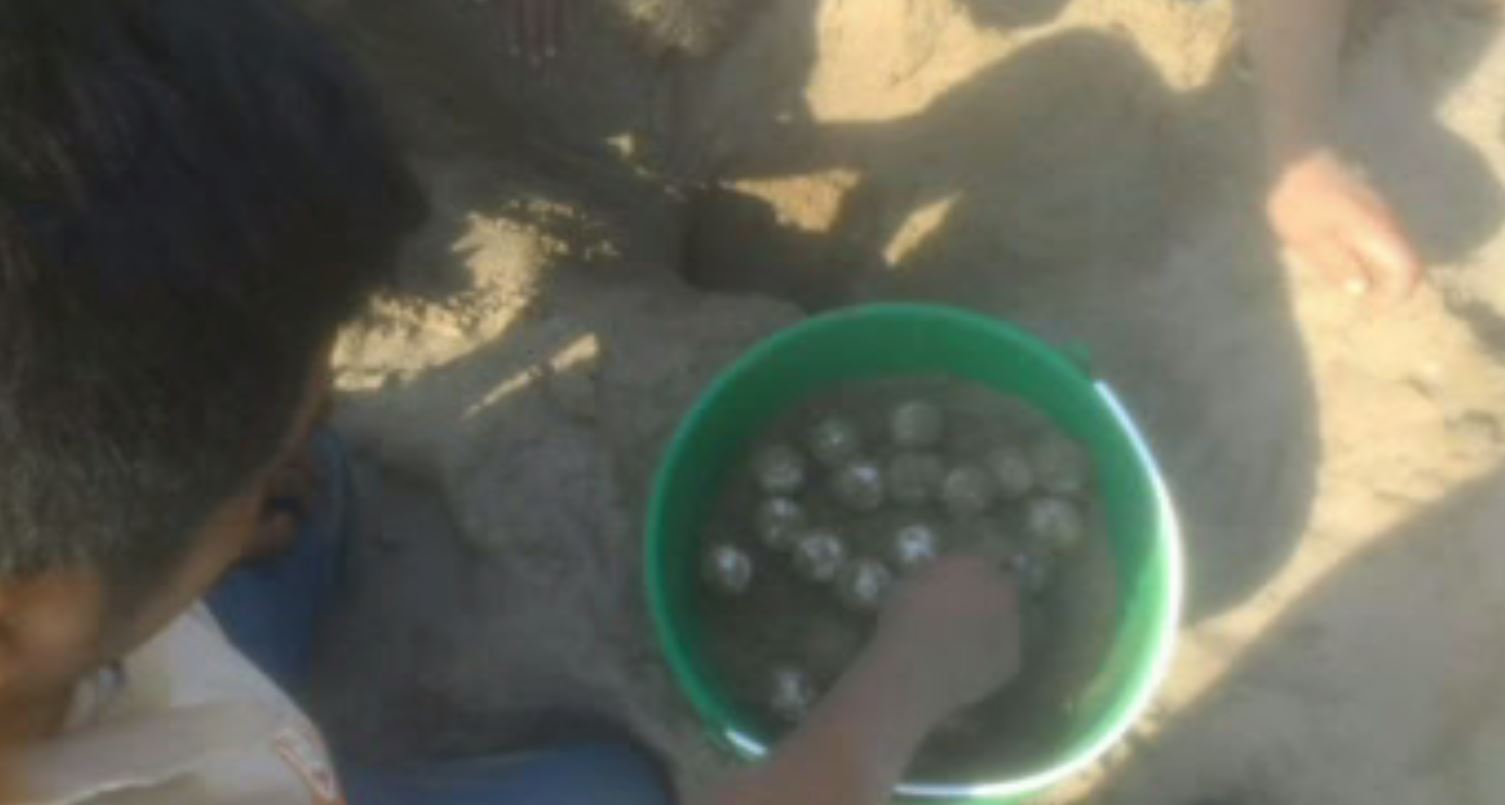 Resguardan huevos de tortuga en Coatzacoalcos, Veracruz