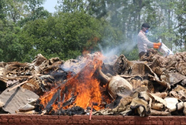 Cuernos de rinoceronte y pieles de tigre fueron confiscados a cazadores (Foto: phys.org)