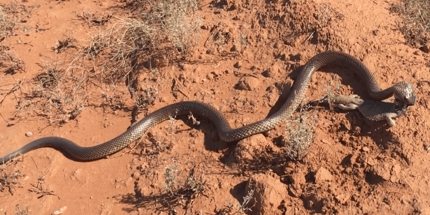 serpiente-venenosa-dragon-barbudo-australia