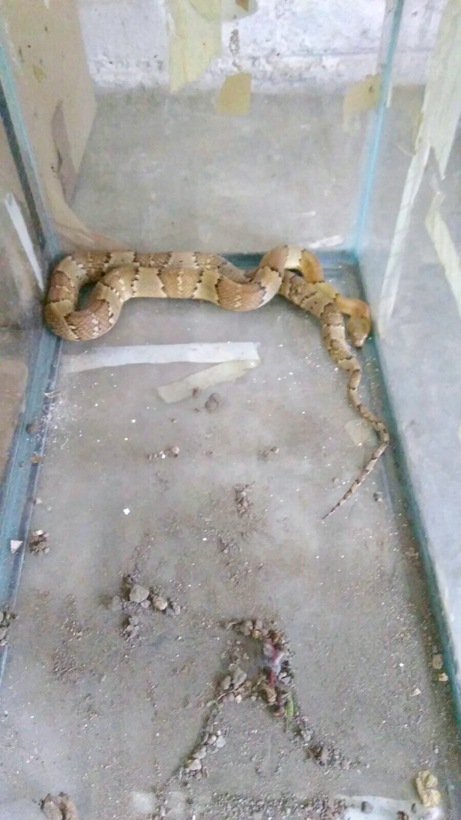 Serpiente rescatada en la colonia Morelos de la CDMC (SSP CDMX)