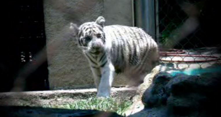 Cachorro de tigre de bengala nacido en el zoológico La Pastora