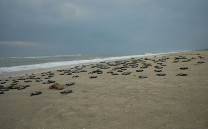 tortugas llegan a playas de oaxaca
