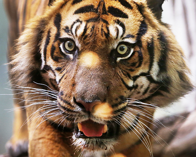 Un tigre entró al recinto de una cuidadora en un zoo inglés