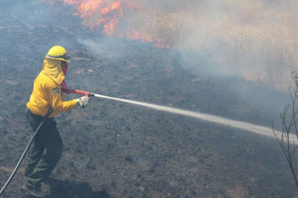 Incendios, Zacatecas, Comision forestal, Calor, Noticias, Noticieros