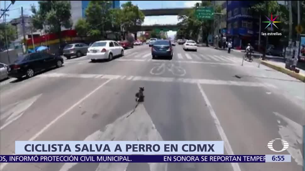 mujer ciclista, salvar a un perro, atropellado, Avenida Revolución, CDMX