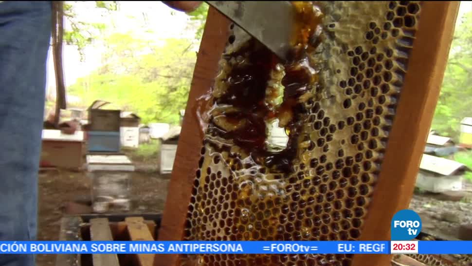 Cambio climático, afecta, producción de miel, Colima