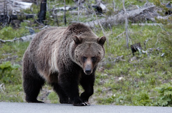 Estados Unidos, especies, amenazadas, oso grizzly, Yellowstone, ecología,