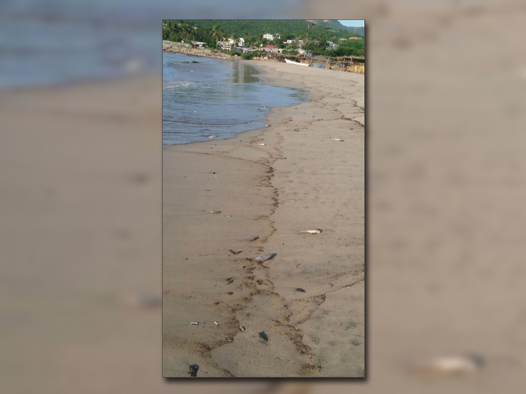 Peces muertos aparecen en playas de salina cruz