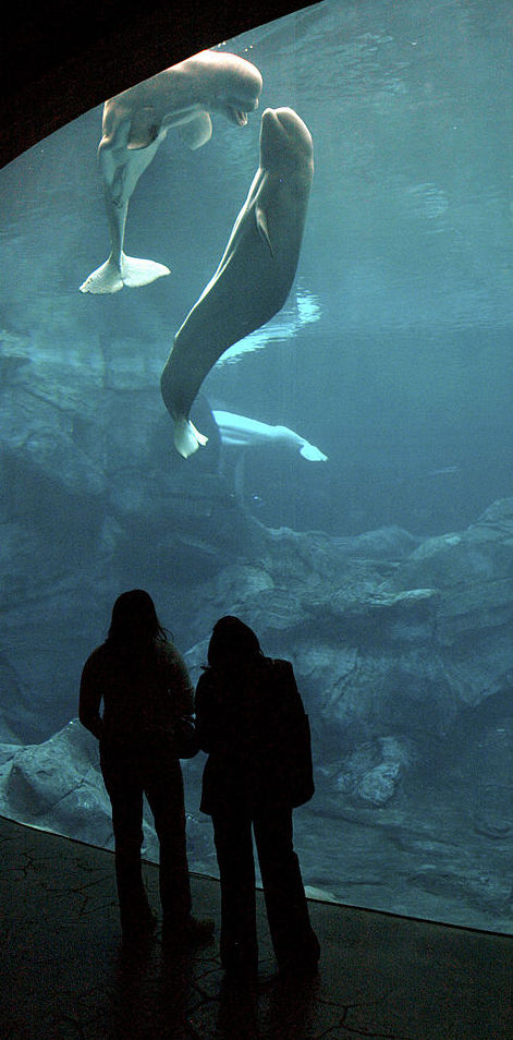 ballenas beluga, Feria Chapultepec, Nico, Gasper, Georgia Aquarium