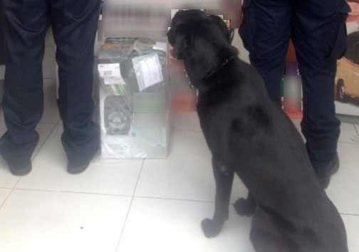 Binomios caninos hallan droga oculta en una bocina en Jalisco