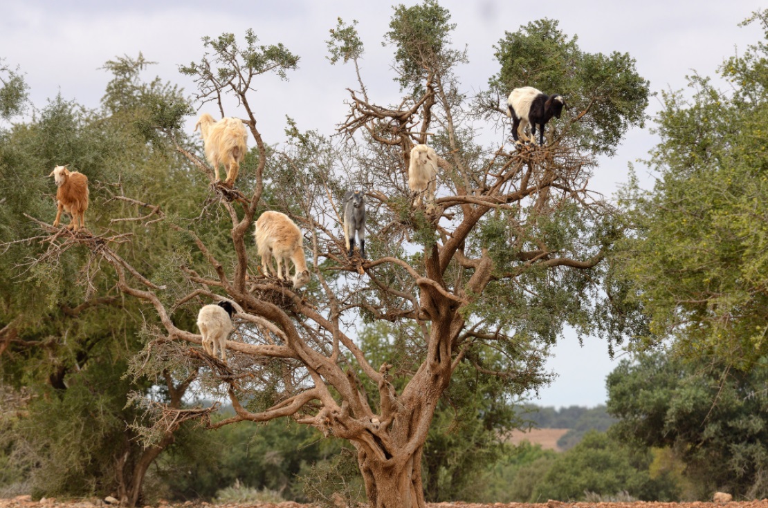 Cabras trepan a los árboles en Marruecos para comerse los frutos (Foto: The New York Times)