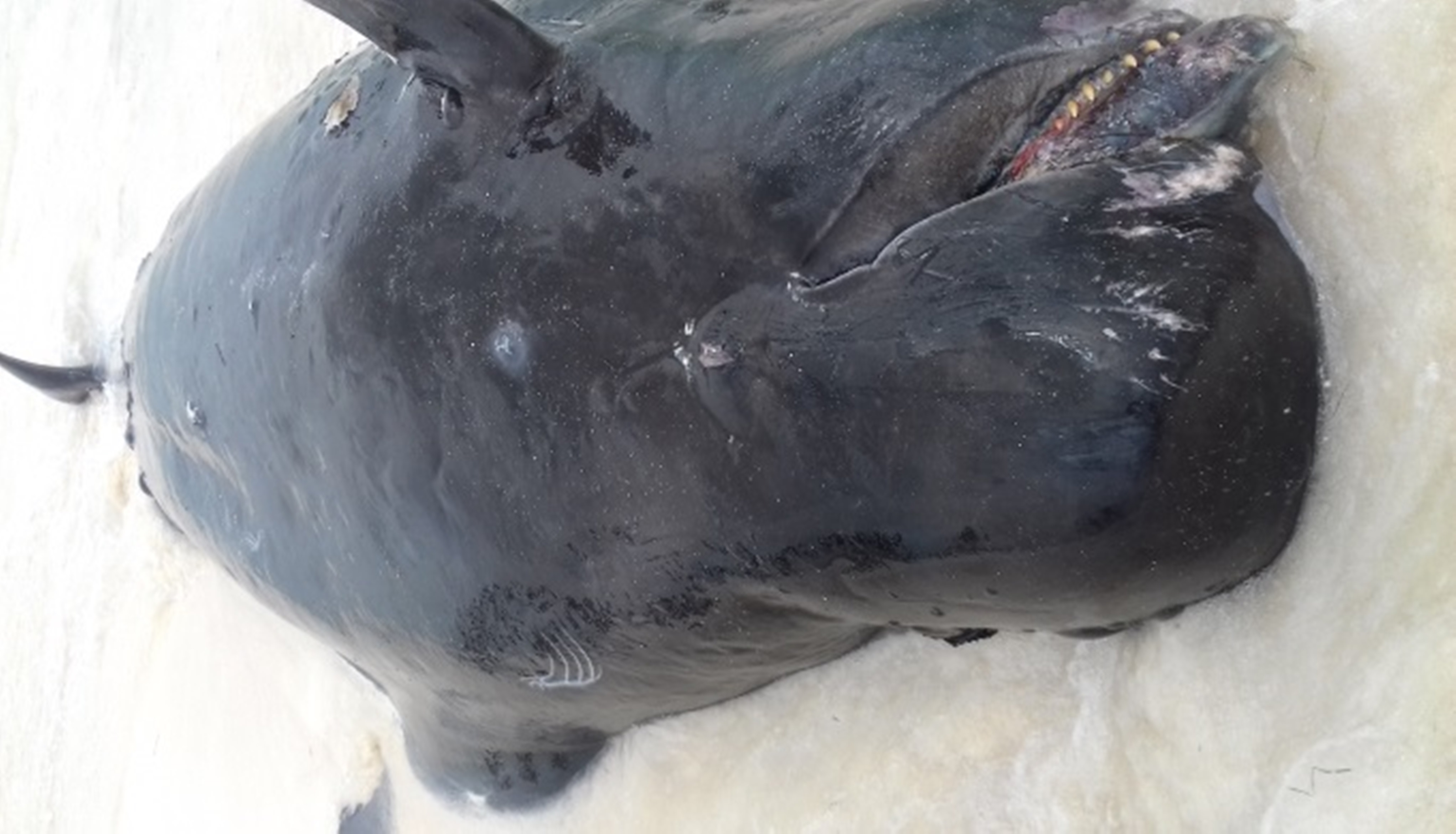 Cuerpo de ballena muerta en playa de Quintana Roo 