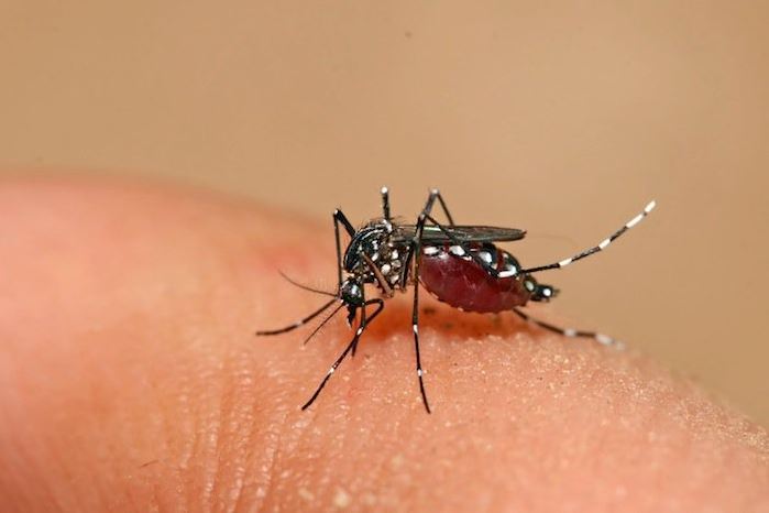 Incremento, Dengue, Istmo de Tehuantepec, Oaxaca, Lluvias, Zika, Mosquito