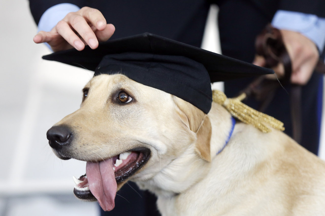 diploma correo, mascotas diplomas, fábrica diplomas, animales