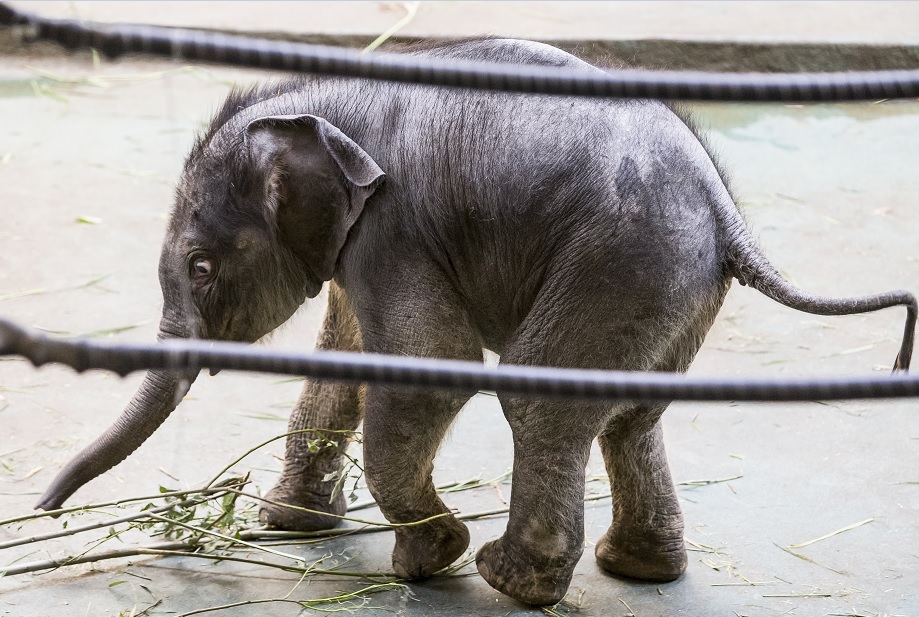 El elefante recién nacido Filimon camina en el pabellón del Zoológico de Moscú (AP)