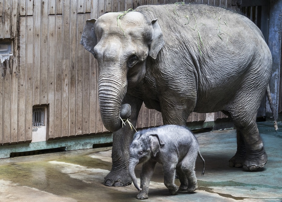 “Filimon”, el elefante bebé fue presentado en el Zoológico de Moscú (AP)