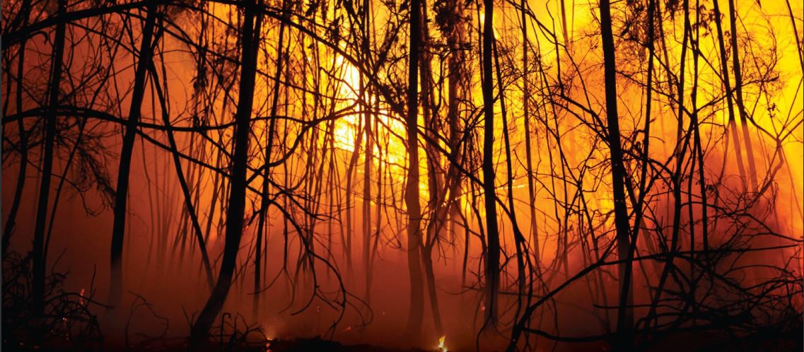 Incendio forestal afecta cientos de especies
