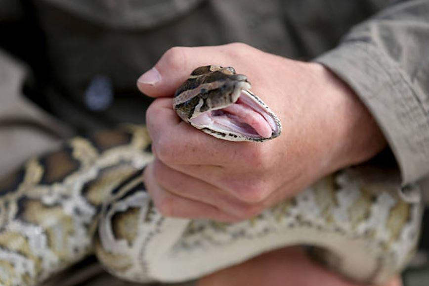Hallan serpientes en vivienda de Nuevo León
