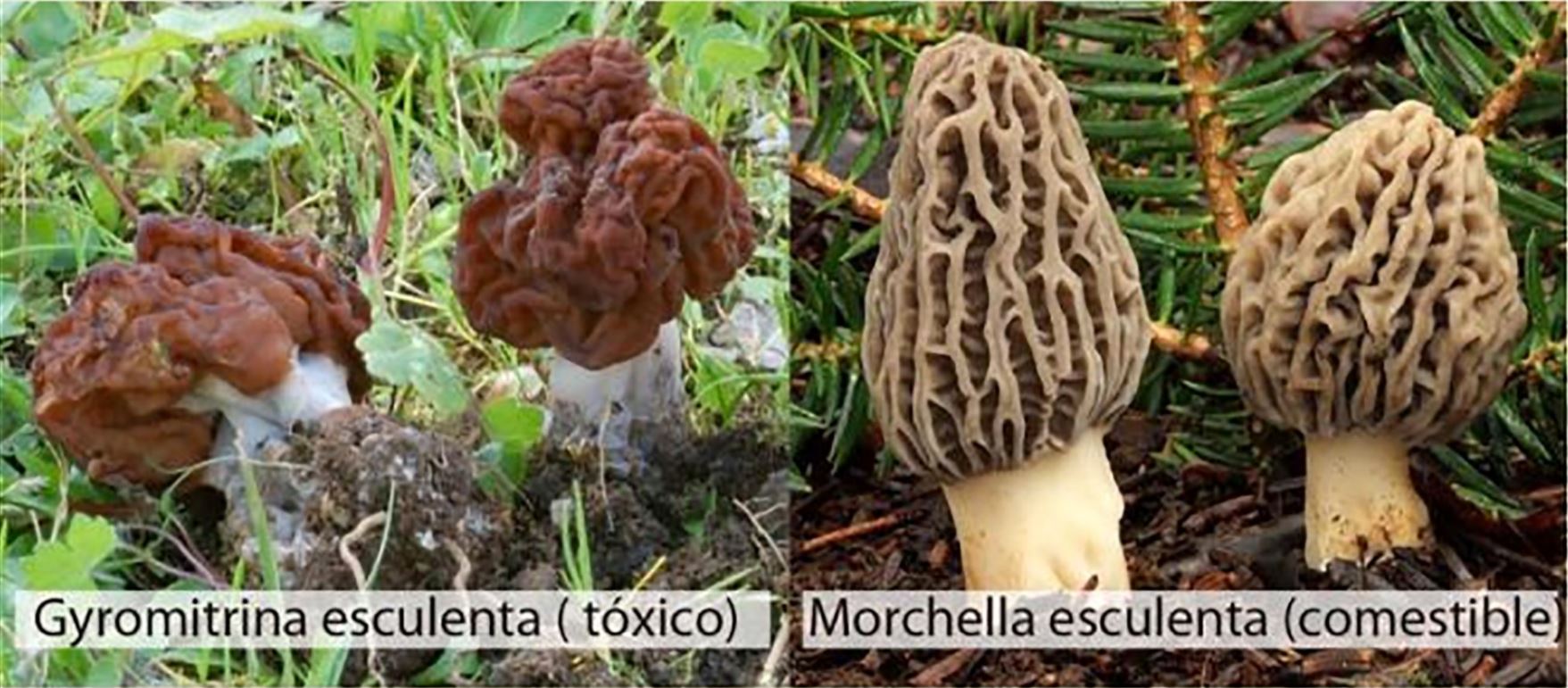 Dos especies de hongos en oaxaca, venenoso y comestible