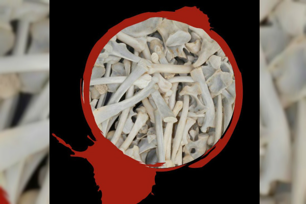 huesos de leon son usados en asia