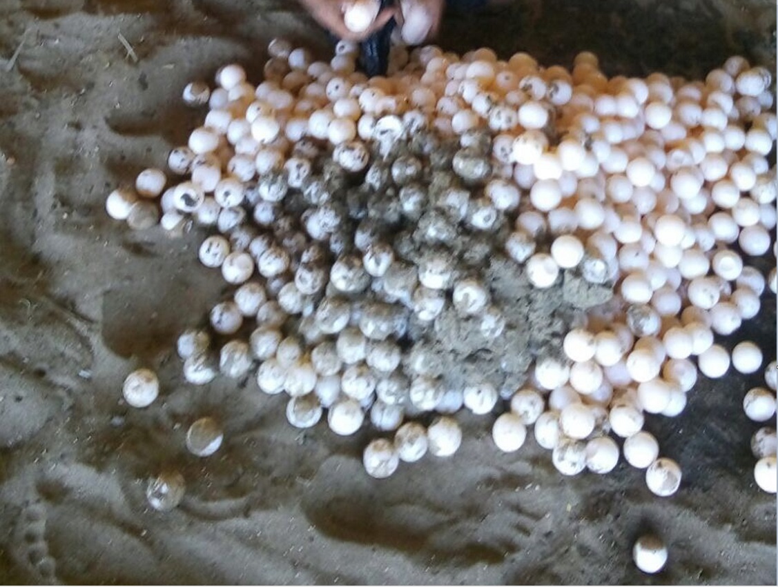 casi mil huevos de tortuga son resembrados en oaxaca
