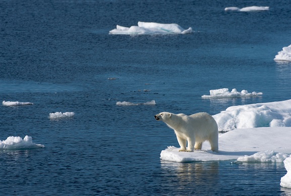 Osos polares, energía, calentamiento global, Alaska, medio ambiente, ecología,