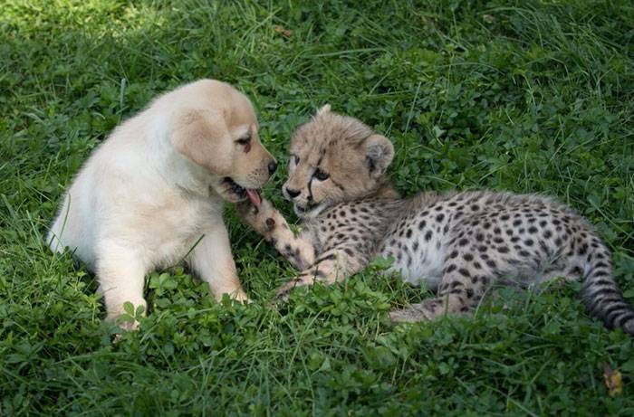 leopardos, perro, ayuda, leopardo, extinguirse, especie,