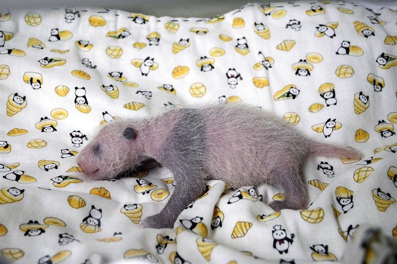 Cría de oso panda nacida en Tokio es hembra, confirma zoológico