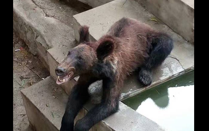 oso pardo, zoológico chino, China, demacrado