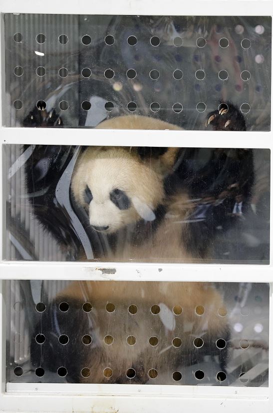 Pandas gigantes, Aterrizan, Berlín, Alemania, China, Zoológico, Vuelo, Pandas, Aeropuerto Schoenefeld, Bambú