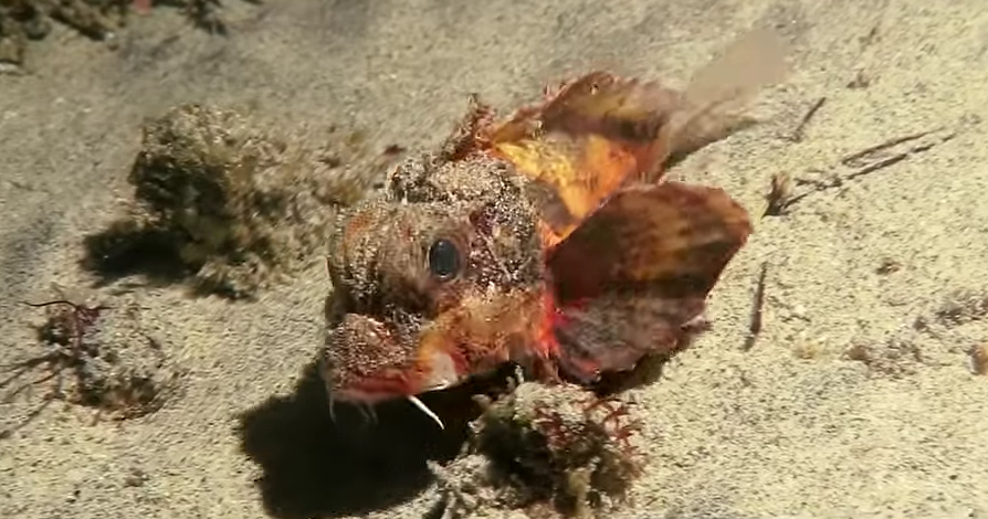 pez piedra, pez patas, peatón marino, National Geographic
