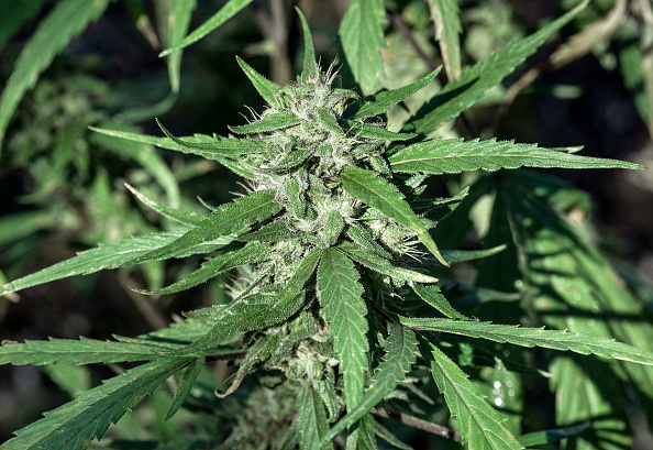 Planta de marihuana crece en sembradío
