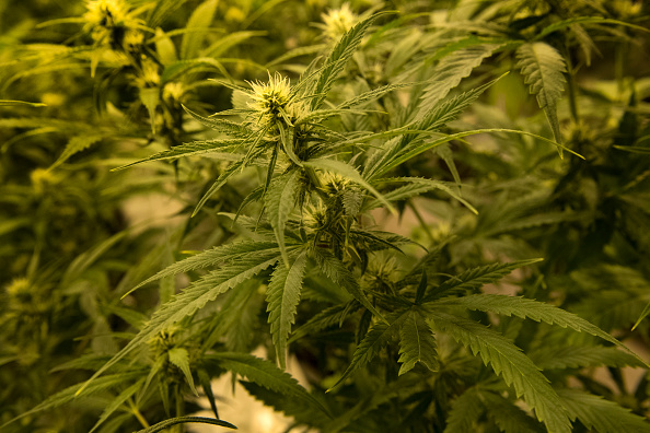 Una planta de marihuana crece en un invernadero
