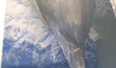 Delfines llegan a delfinario de Guaymas; ofrecerán terapia a niños con discapacidad