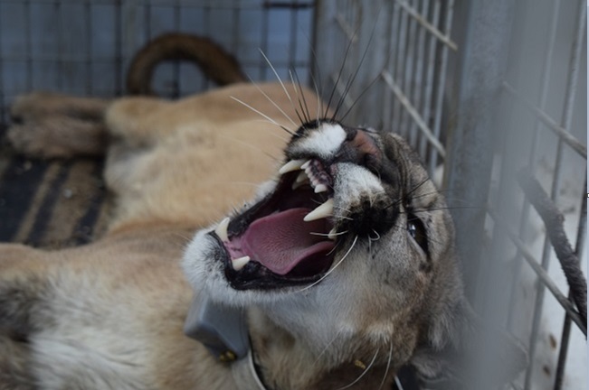 Un puma es liberado en una reserva de chihuahua