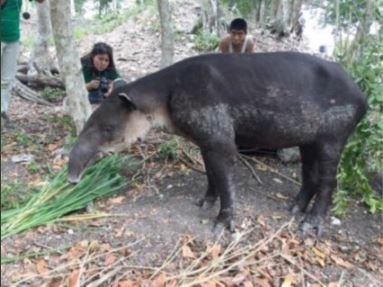 Tapir es rescatado en calakmul campeche