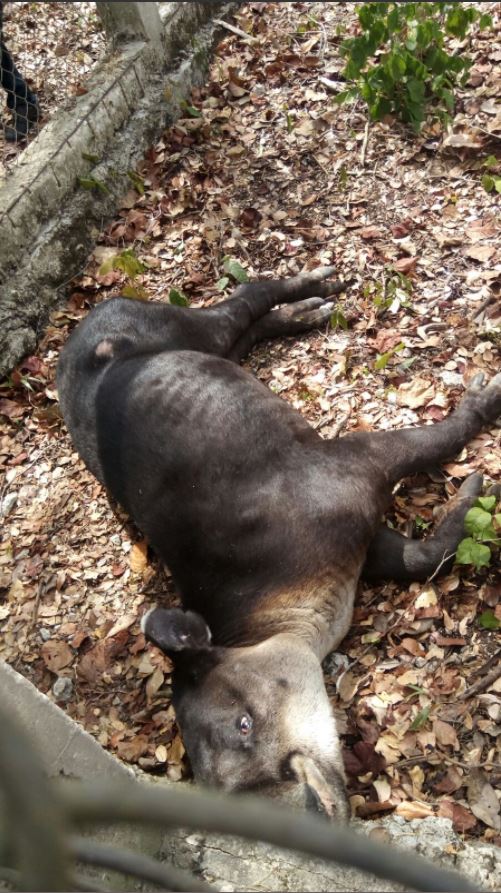 Un ejemplar de tapir es rescatado